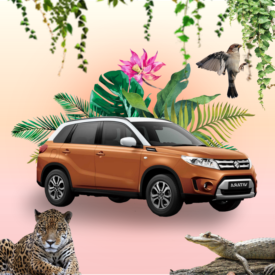 Car rentals